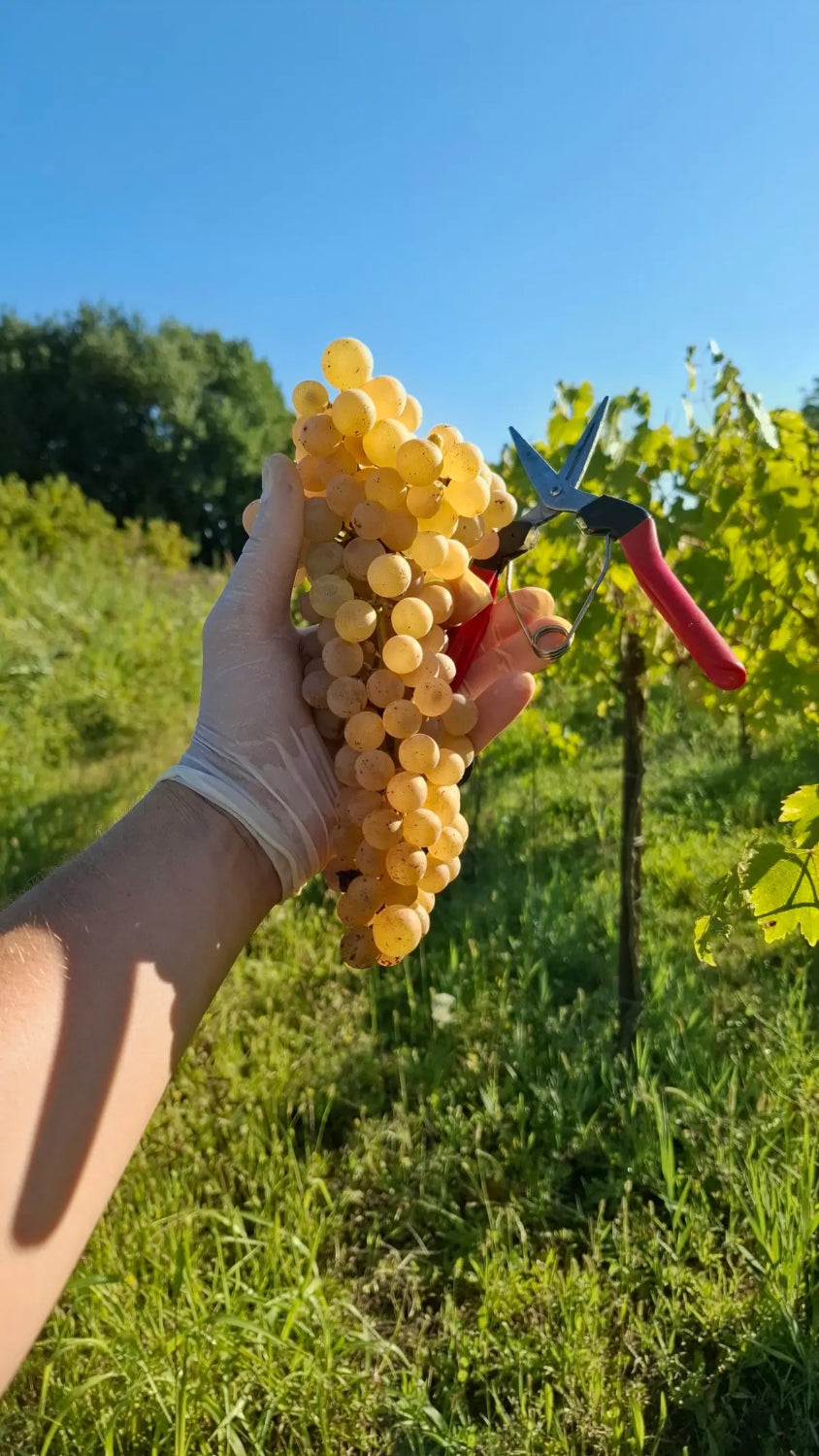 Grappolo di uva Dorona durante vendemmia